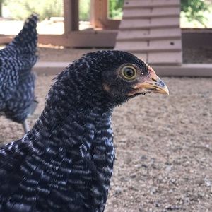 Meet your Posher, Jackie